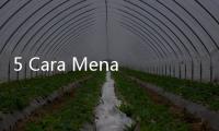 5 Cara Menata Tanaman Gantung di Teras Rumah agar Lebih Berwarna